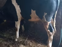 Toro, Raza Holstein — foto 3