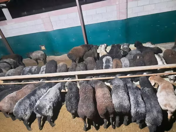 Ram, Sheep