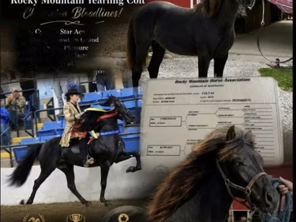 Horse (M), Rocky Mountain Horse