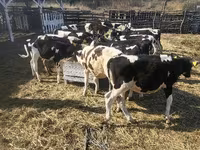 Cow, Cattle — photo 2