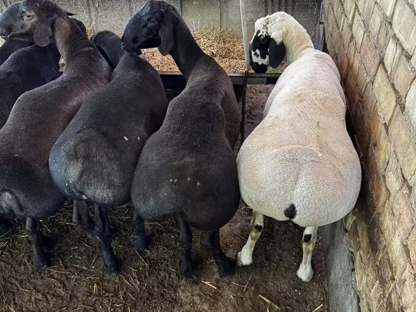 公羊, Sheep