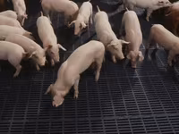 公猪, Pigs — 照片 1