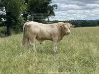 Bull, Charolais cattle — photo 6