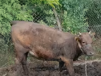 Cow, Cattle — photo 2