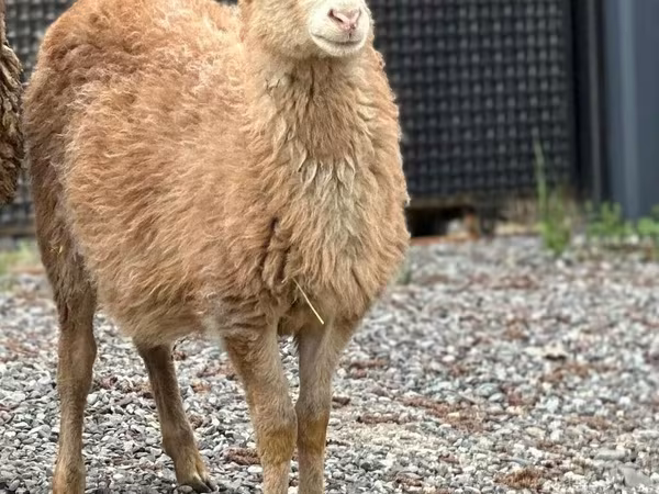 Hissar sheep