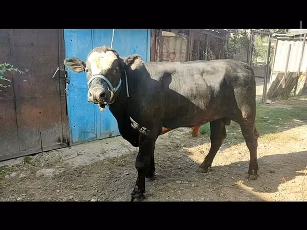 Bull, Aberdeen-Angus