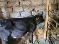 Bull, Cattle — photo 3