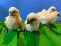 एडलर सिल्वर — फ़ोटो 8