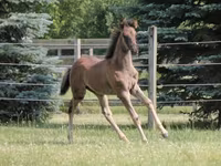 Horse (M), Rocky Mountain Horse — photo 4