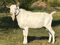 تيس, Saanen goat — الصورة 1