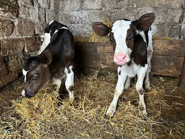 Bull, Cattle