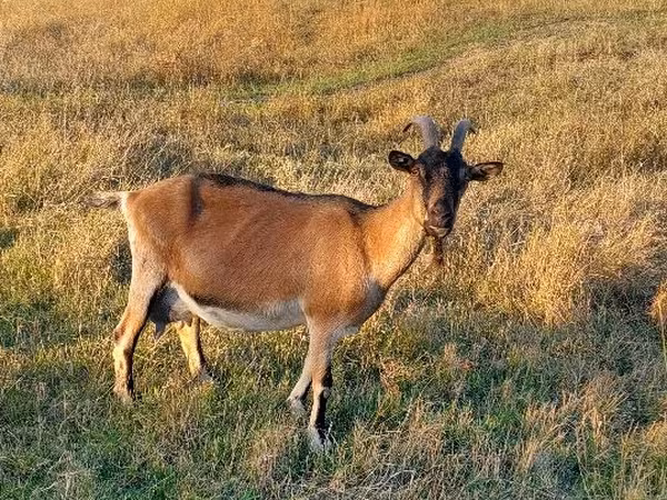 Koza, Alpine goat