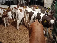 Vaca, Vaca Limousin — foto 1