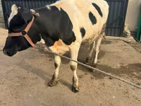 Cow, Cattle — photo 2