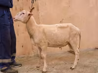 公羊, East Friesian Dairy sheep — 照片 2
