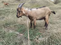 Billy Goat, Goats — photo 2