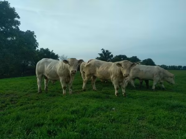 Charolais cattle