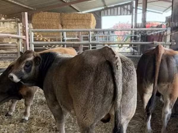 Partenaise cattle
