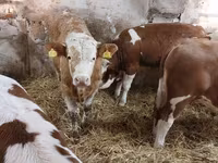 Byk, Simmental cattle — zdjęcie 5