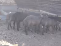 Baran, Arabi sheep — zdjęcie 3