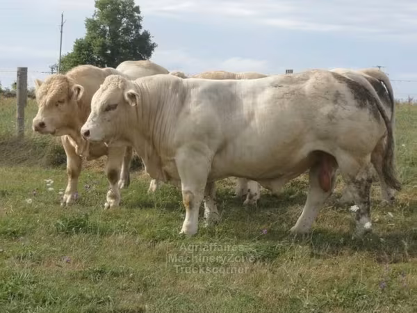 Charolais cattle