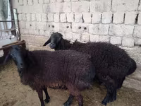 公羊, Sheep — 照片 3
