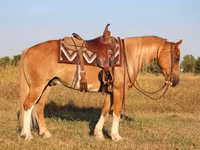 घोड़ा, Gypsy horse — फ़ोटो 4