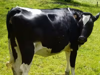 Cow, Holstein breed — photo 2