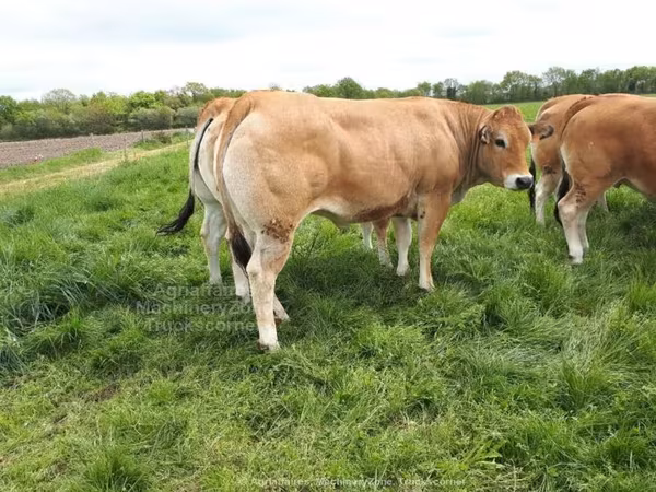Cast cow