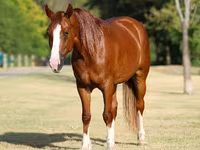 Mare, Horses — photo 3