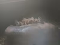خنزير ذكر, Дюрок — الصورة 2