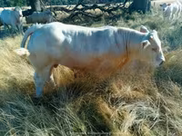 Bull, Charolais cattle — photo 3