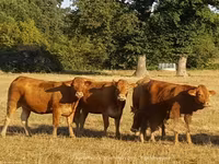 Vaca, Vaca Limousin — foto 2