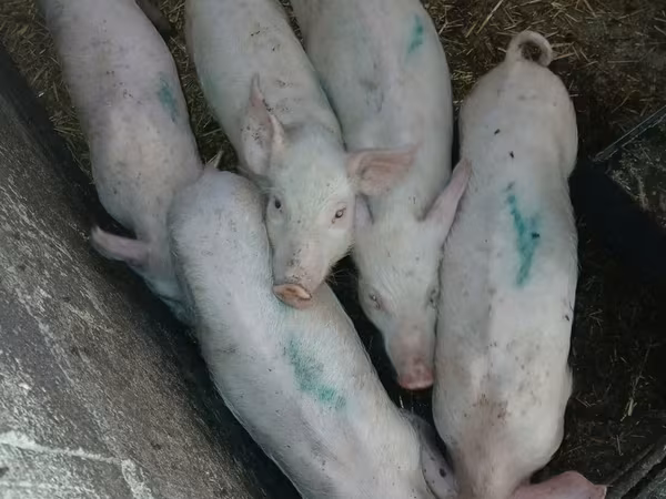 Sow, Pigs