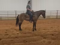 घोड़ी, Quarter Horse — फ़ोटो 4