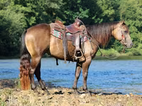 घोड़ा, Quarter Horse — फ़ोटो 5