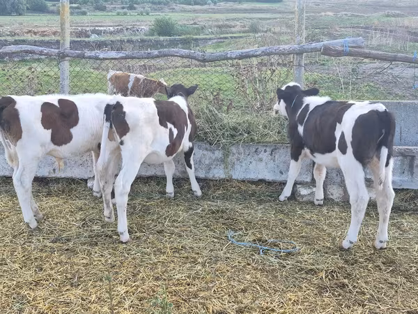 Bull, Cattle