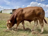 Toro, Vaca Limousin — foto 2