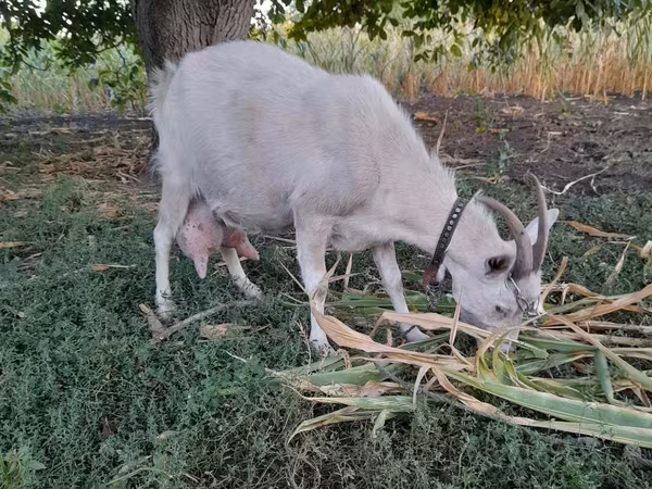 Goat, Goats