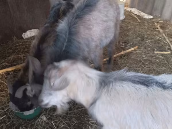 Goat, Goats