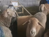 母羊, Sheep — 照片 6