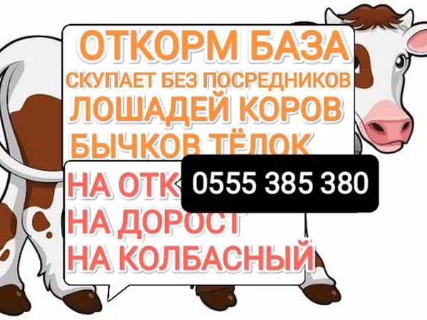 Horses