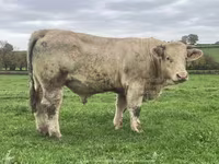 Bull, Charolais cattle — photo 6