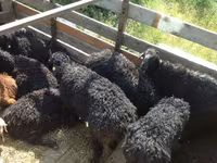 كبش, Edilbay sheep — الصورة 1