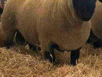 公羊, Dorper sheep — 照片 2