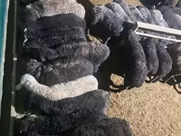 Ram, Sheep — photo 5