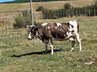Cow, Cattle — photo 1