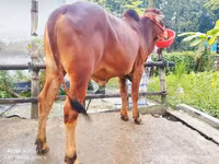 公牛, Cattle — 照片 3