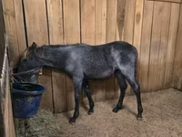 Mare, Rocky Mountain Horse — photo 8
