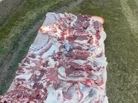 公羊, Sheep — 照片 7